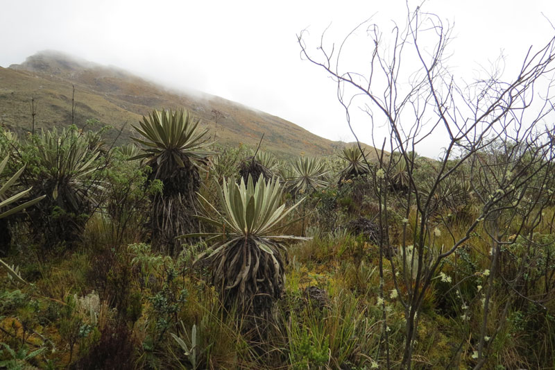 Páramo de Sumapaz - Image 3