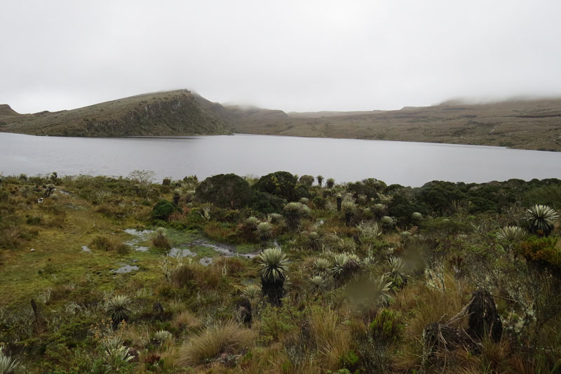 Páramo de Sumapaz - Image 4